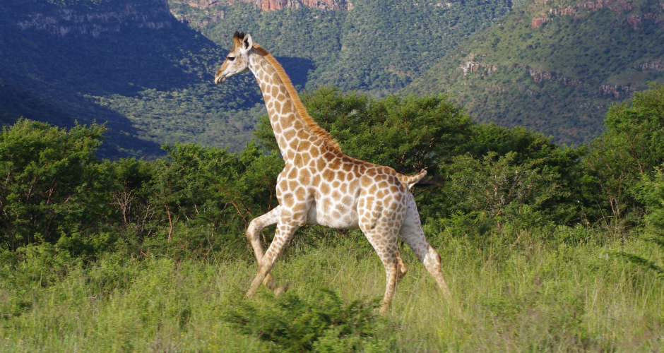 mamlambo safaris